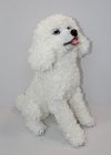 Pudel sitzend 52cm weiss