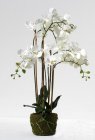Orchidee mit Erdballen 5 Ripsen 74cm
